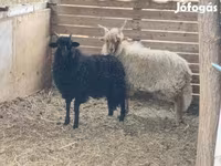 Ram, Sheep — photo 1