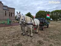 فرس, Percheron — الصورة 8