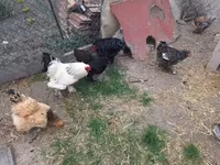 Chickens — foto 4