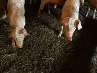 公猪, Pigs — 照片 5