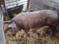 母猪, Pigs — 照片 1