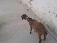 बकरियाँ (लॉट, लिंग निर्दिष्ट नहीं), बकरियाँ — फ़ोटो 1