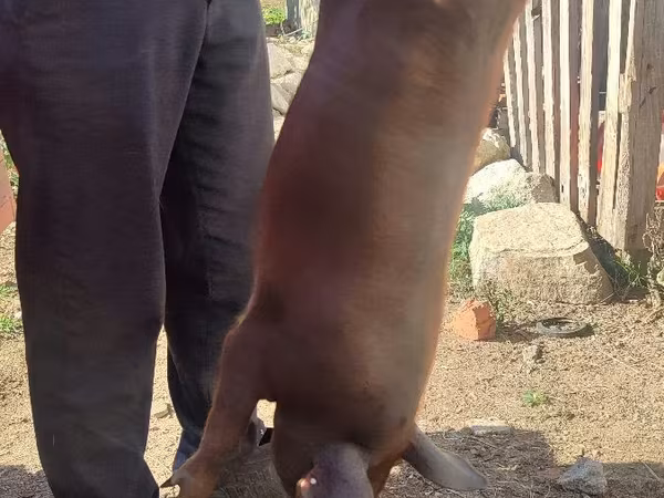 Boar, Дюрок