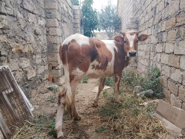 Krava, Simmental cattle