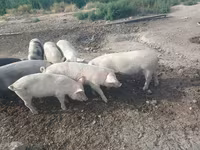 Boar, Pigs — photo 5