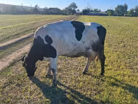Krava, Simmental cattle — foto 4