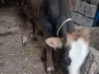 Bull, Cattle — photo 3