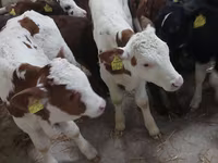Rinder (Partie, Geschlecht nicht angegeben), Simmental cattle — Foto 5