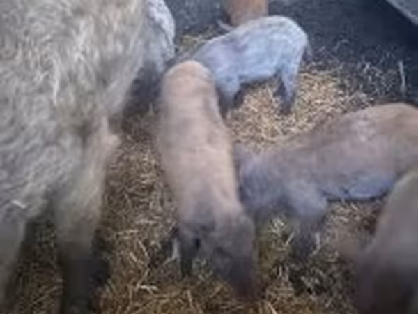 Pigs (batch, sex not specified),  — Hungary