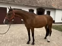 公马, Hungarian horse breed — 照片 4