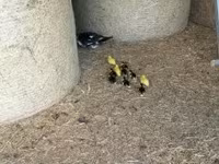 Ducks — फ़ोटो 5