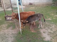 Kuh, Swiss cattle — Foto 1