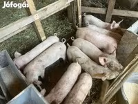 Pigs (batch, sex not specified), Pigs — photo 2