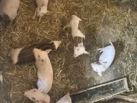 Boar, Pigs — photo 2