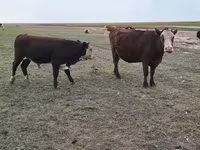 Kuh, Simmental cattle — Foto 1
