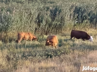 Vaca, Simmental cattle — foto 1