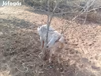 Goat, Goats — photo 2