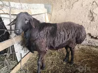Kos, Hissar sheep — 1. fotó