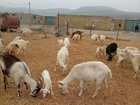 Cabra, Saanen goat — foto 4