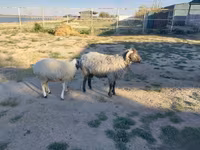 Kos, Arabi sheep — 2. fotó