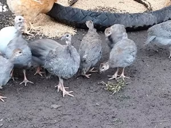 珍珠灰
