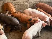 Sow, Pigs — photo 2