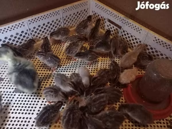 Chickens — Hungary