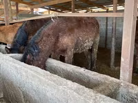 Yegua, Caballos — foto 6
