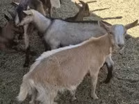 Козёл, Альпийская коза — фото 2