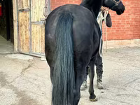 Klisna, Akhal-Teke — foto 5