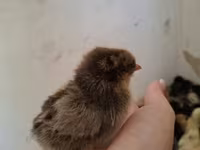 Chickens — Foto 7