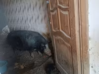 公猪, Pigs — 照片 3