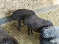 Schaf, Hissar sheep — Foto 3