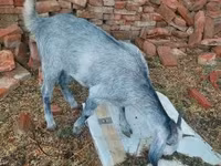 Nőstény kecske, Nubian Goat — 3. fotó