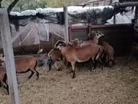 母羊, Cameroon sheep — 照片 4
