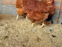 Chickens — 照片 3