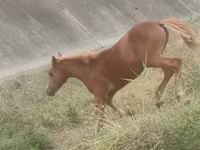 Hing, Azerbaijan horse — 2. fotó