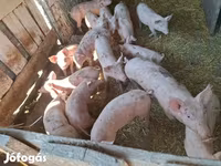 Pigs (batch, sex not specified), Pigs — photo 3