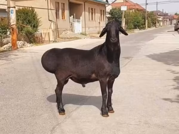 Kos, Juhok