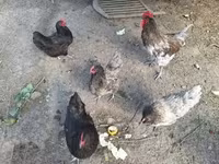 Chickens — foto 3