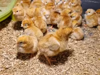 Chickens — photo 1