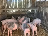 Boar, Pigs — photo 2