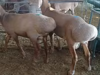 Carnero, Hissar sheep — foto 4