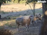 मेढ़ा, भेड़ — फ़ोटो 2