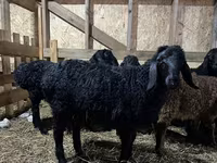 Kos, Baerchuke sheep — 1. fotó