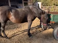 Mare, Horses — photo 2