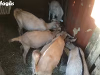 Коза, Козлы — фото 1