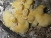 Ducks — 照片 6