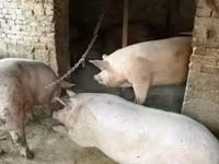 公猪, Pigs — 照片 4