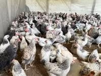 Chickens — foto 8